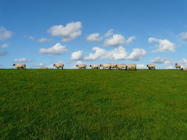 Photo of about 12 sheep walking through an open grassy field, silhouetted against a blue sky